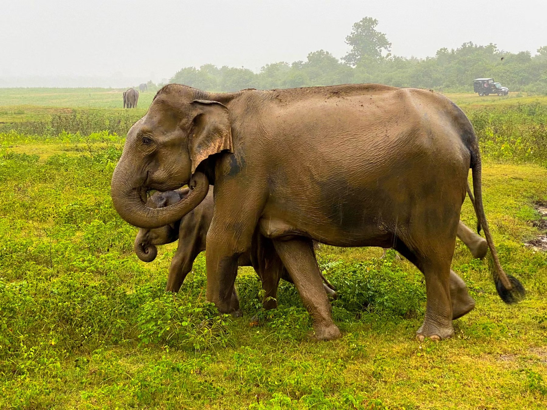 Wilpattuwa Safari Day Tour